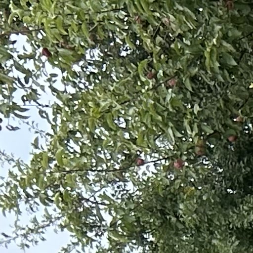 Apfelbaum mit Früchten, von unten fotografiert