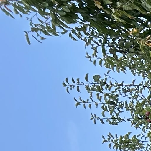 Obstbaumkrone mit Früchten vor klarem Himmel
